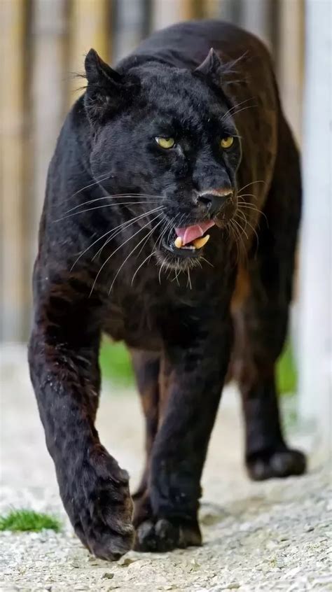 What are the mating habits of black panthers? - Quora