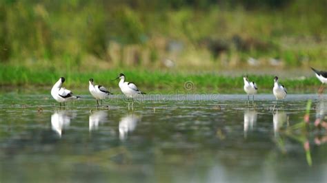 Pied Avocet Migration Birds in Thailand and Southeast Asia. Stock ...