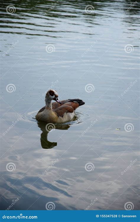 Feeding a Swimming Duck Family on a Pond in Europe Stock Photo - Image of environment, duckling ...