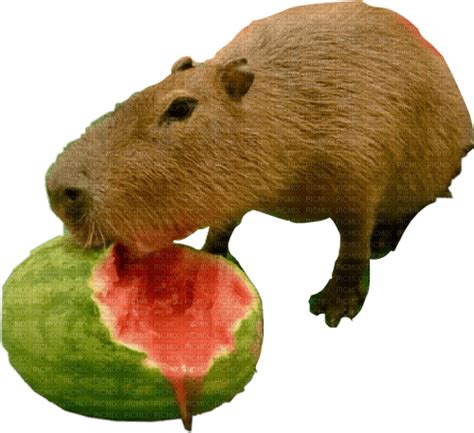 Capybara eat watermelon, capybara , watermelon - png gratis - PicMix