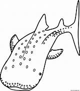 Big Whale Shark Coloring Page Printable sketch template