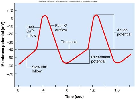 Depolarization of the SA node: There is a slow influx of Na+ with K+ ...