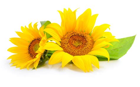 Download Yellow Flower Flower Nature Sunflower HD Wallpaper