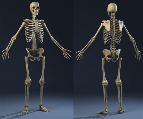 Anatomy Skeleton (male) 3D Model