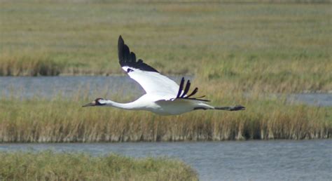 eBird Checklist - 11 Nov 2010 - Aransas National Wildlife Refuge - 10 ...