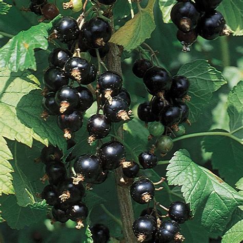 Black Consort Currant Plant - Stark Bro’s