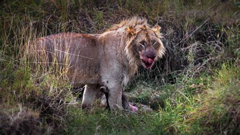 Lion Eating Its Prey in Masai Mara, Kenya Stock Image - Image of eating, bird: 237870963