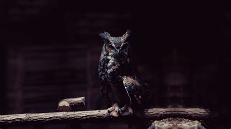 Hd Owl Wallpaper Dark - 1920x1080 Wallpaper - teahub.io