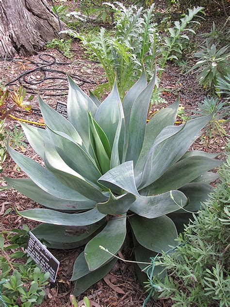 Blue Flame Agave (Agave 'Blue Flame') in Winnipeg Headingley Oak Bluff ...