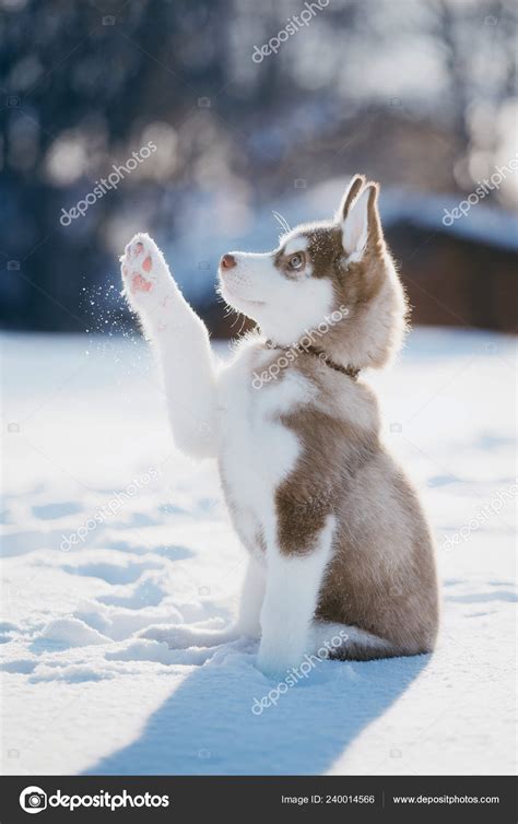 Cute Husky Puppy Playing Snow Winter Stock Photo by ©adikatz 240014566