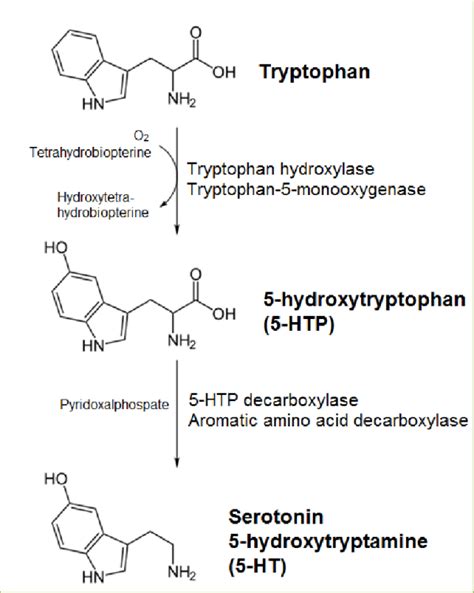 Serotonin Uses and Side Effects – StudiousGuy