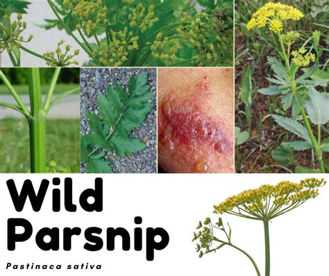 Wild Parsnip Brochure – SLELO PRISM