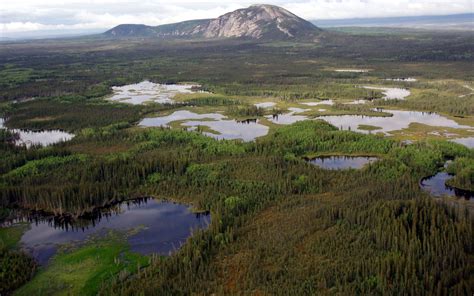 Canada's boreal wetlands are key to fighting climate change: report | Canadian Geographic