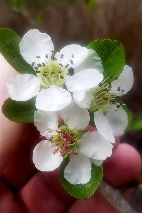 Buy Mayhaw Tree | FREE SHIPPING | Wilson Bros Gardens | 5 gallon Pot