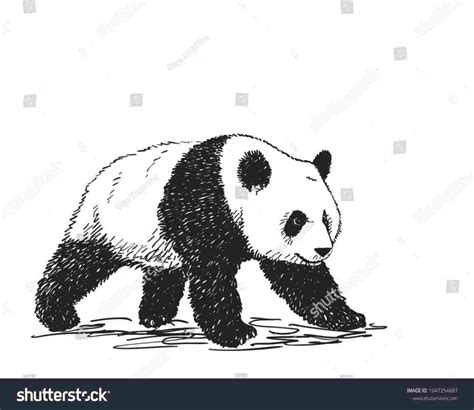 Realistic Panda Drawing at PaintingValley.com | Explore collection of ...