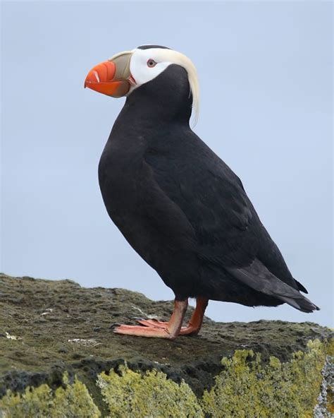 Tufted Puffin | Birdspix | Puffin, Puffins bird, Tufted