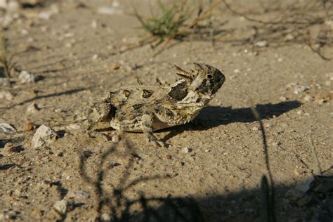 Texas Horned Lizard | Outdoor Alabama