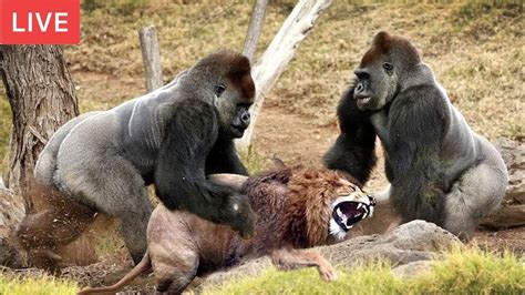 LIVE : Gorilla Attack Lion Save Team | Moments Of Animal Fight Battle ...