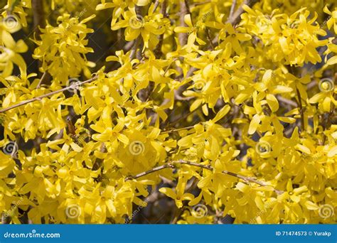 Cornus Mas Yellow Flowers Blossom Stock Image - Image of european, nature: 71474573