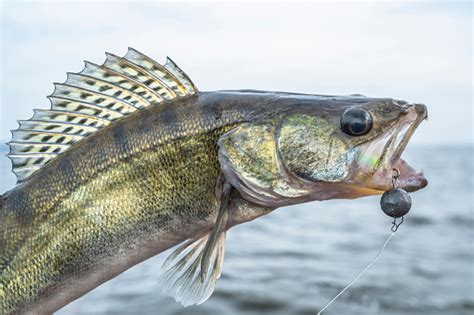 Photo libre de droit de Pêche Du Sandre Pris Le Trophée Poisson Doré Audessus De Leau banque d ...