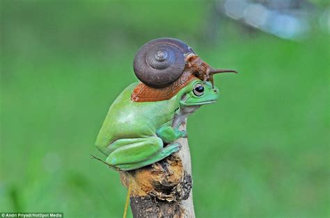 Photographer captures moment snail perches on Australian tree frog in ...