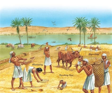 History of ancient Egypt | Ancient egypt farming, Life in ancient egypt ...