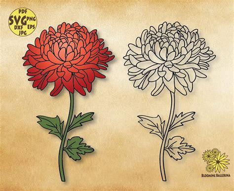 Chrysanthemum Flower Svg File November Birth Flower Svg - Etsy