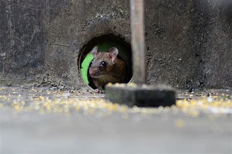 Mice Droppings: How To Identify & Clean Them From Your Home | Rentokil