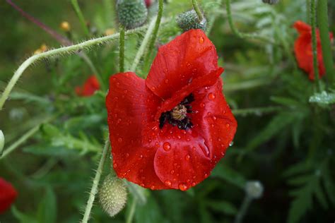 poppy, flower, bud Wallpaper, HD Flowers 4K Wallpapers, Images and Background - Wallpapers Den