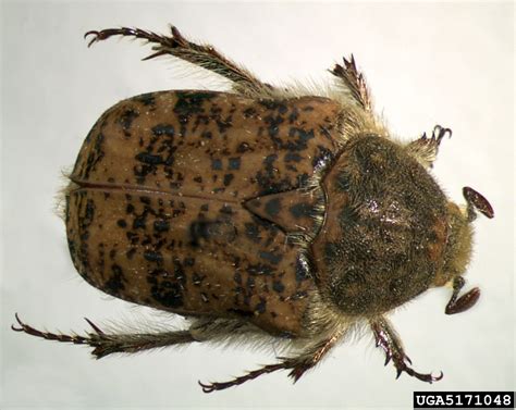 bumble flower beetle (Euphoria inda)