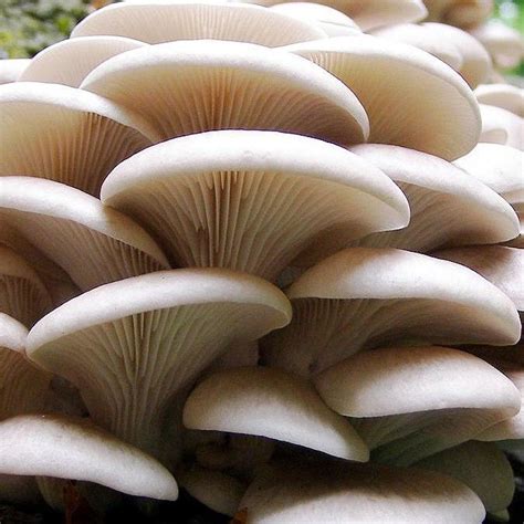 10 Delicious Types Of Edible Mushrooms | Wrytin