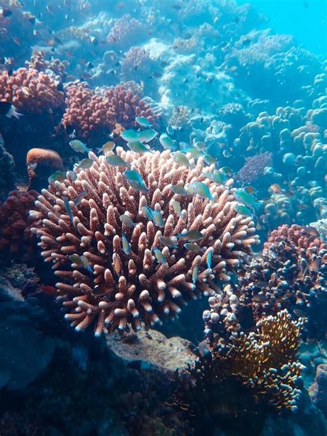 Coral Reefs And Ocean Acidification: A Beautiful Disaster · One Wild Thing