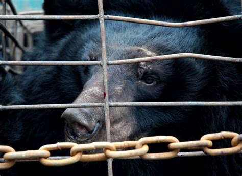 What is bear bile farming? Rescue animal with amputated front paws ...