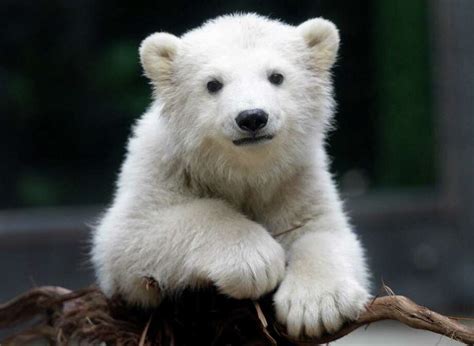 Anori: Zoo's impossibly cute polar bear cub - Times Union