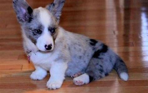 10 Things You Didn't Know about The Corgipoo