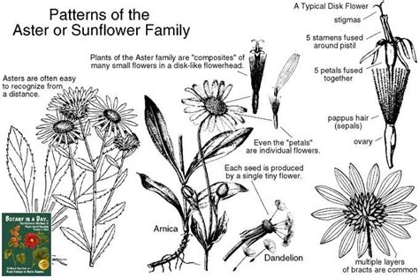 Asteraceae: Wildflowers of the Aster/Sunflower Family (Composite/Compositae). Pictures and help ...