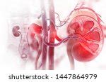 Human Kidneys Free Stock Photo - Public Domain Pictures