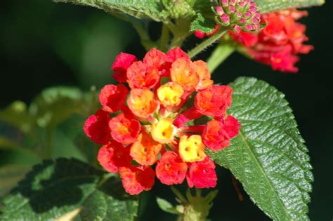 How to Properly Care for Lantana Plants | Lantana plant, Lantana, Garden shrubs