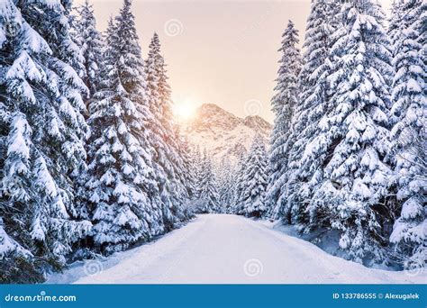 Winter Forest in Mountains at the Sunrise. Stock Image - Image of winter, wonderland: 133786555