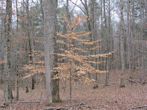 Using Georgia Native Plants: Great Georgia Trees: American beech