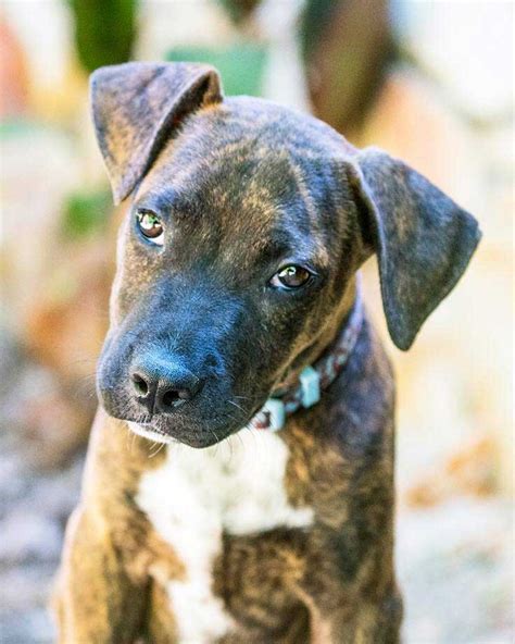 Oscar the Labrador, Boxer Mix