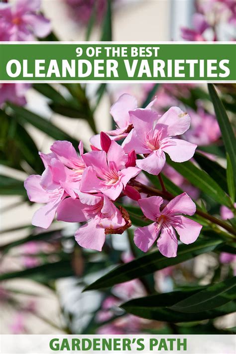 9 of the Best Oleander Varieties | Gardener’s Path