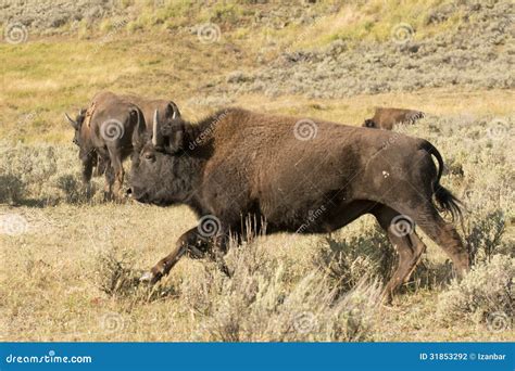 Buffalo Bison Running In Lamar Valley Yellowstone Stock Photography ...