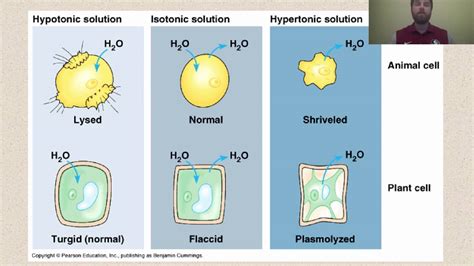 Animal Cell In Hypotonic Solution