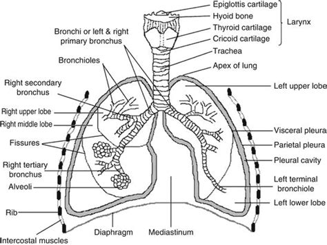 Lung diagram | Lungs image | Simple lungs diagram | Lungs drawing, Lunges, Lung anatomy