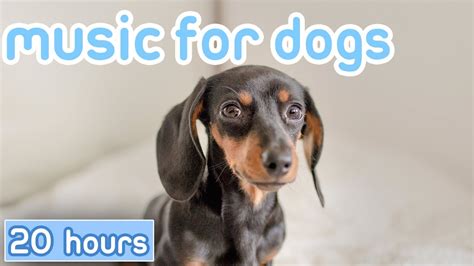 Dog Music: Separation Anxiety Busting Songs for Dogs Ears! - YouTube