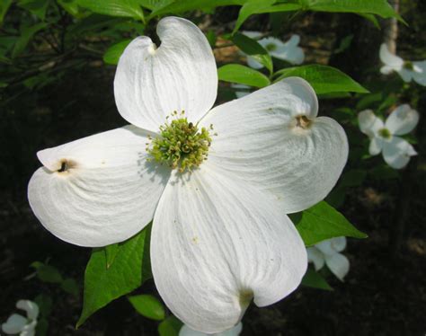 Cornus Florida Flowering Dogwood Tree Cost | Best Flower Site