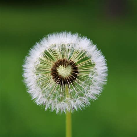 White Dandelion Flower Meaning | Best Flower Site