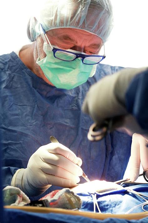 Veterinary Surgery Photograph by Mauro Fermariello/science Photo Library | Fine Art America