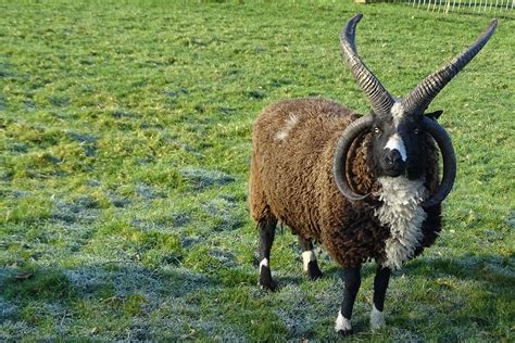 Des chèvres et moutons à quatre cornes ? Mystère résolu ! | INRAE